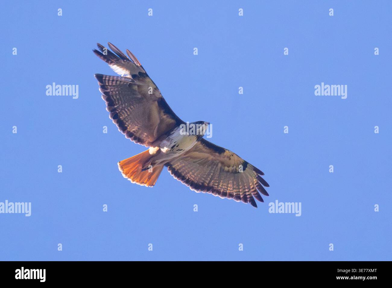 Mittelamerikanischer Rotschwanzfalke (Buteo jamaicensis costaricensis) im Flug, Paraiso Quetzal Lodge, Provinz San Jose, Costa Rica Stockfoto