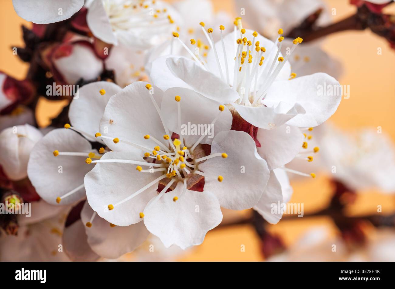 Nahaufnahme der blühenden Aprikosenblüten Stockfoto