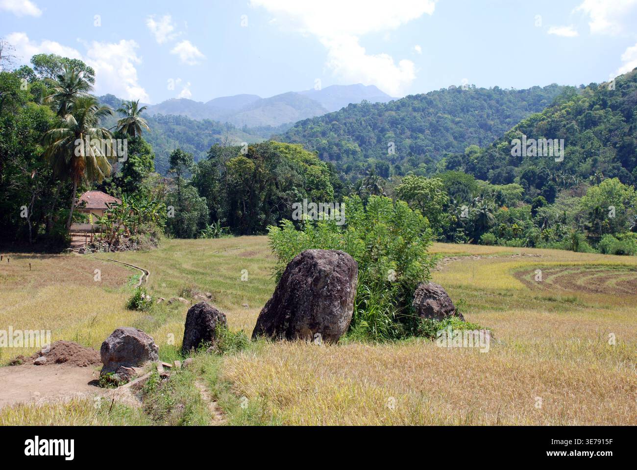 Kandyan Reisfelder Sri lanka Stockfoto