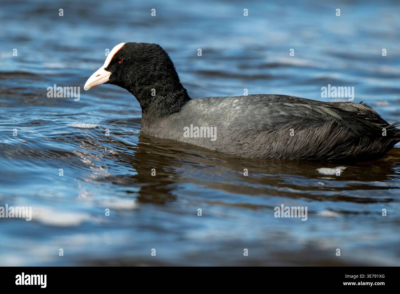 Niedrigwinkelaufnahme von Coot, der auf dem Petersfield-Teich schwimmt Stockfoto