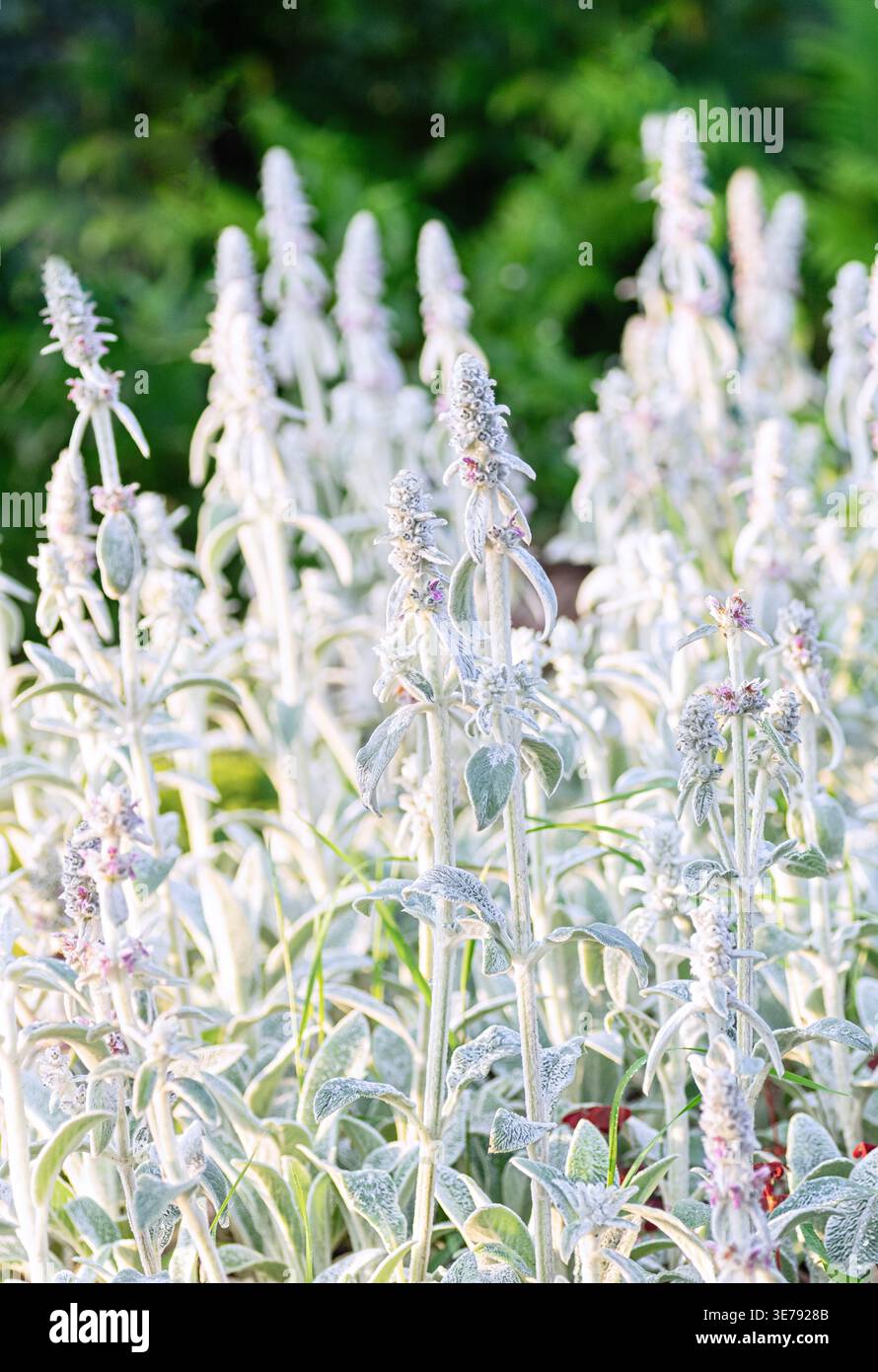 Großaufnahme von Stachys byzantina mit weichem, flauschigem silbernem Laub und aufrechten Stielen im Sonnenlicht. Ideal für dekorative Garten-, Botanik-, Öko- oder Naturdesi Stockfoto
