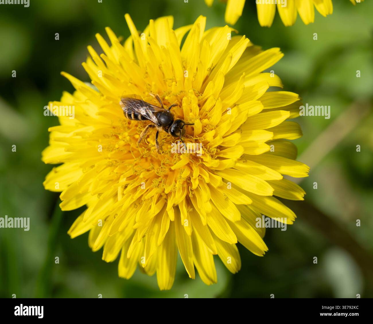 Makro einer schönen gelben Blume mit Insektenbesuch für Frühling Verwandte Artikel hochwertiges Foto Stockfoto