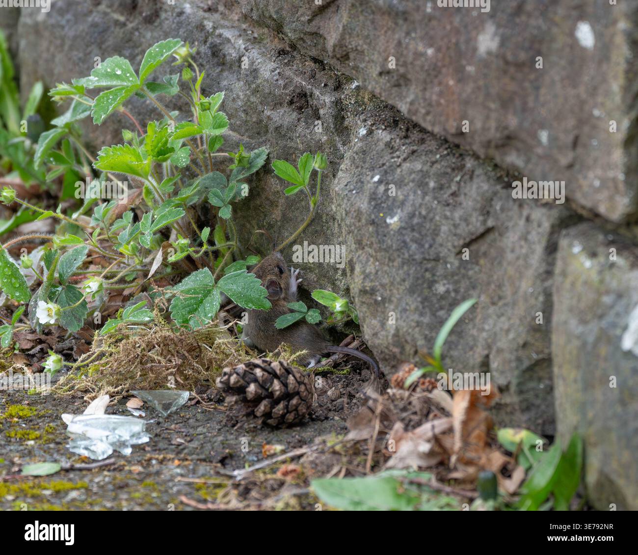 Wilde Maus versucht, eine viel zu große Mauer zu erklimmen. Hochwertige Fotos Stockfoto