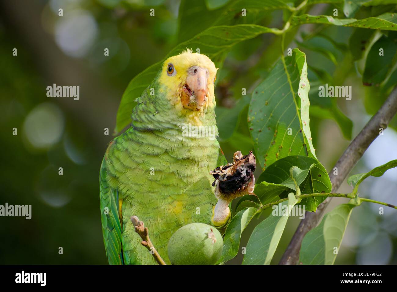 Gelbköpfiger amazonas-Papagei, der beim Füttern eine Walnuss im Fuß hält, mit kleinen Nussstücken bedeckt. Stockfoto