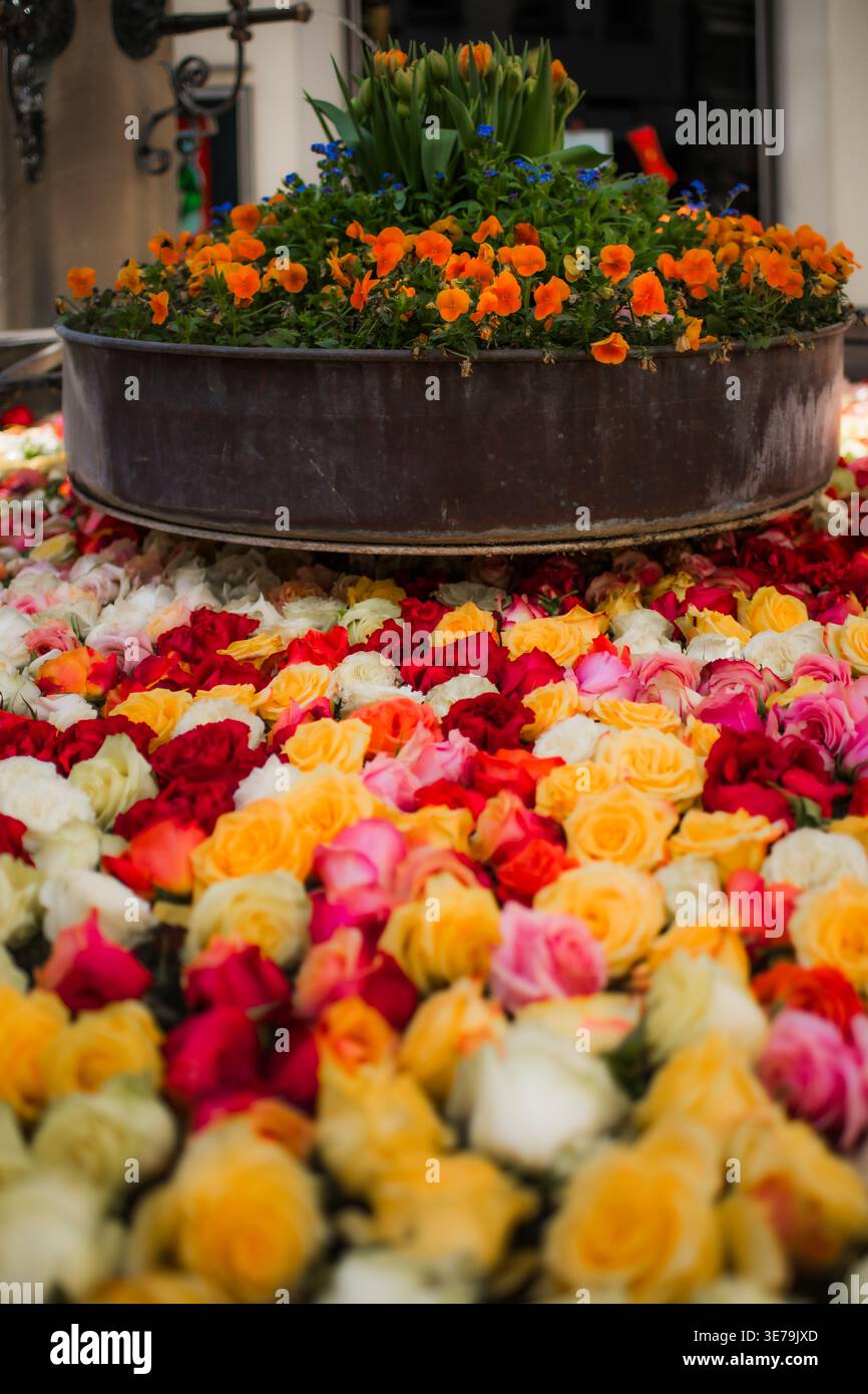 Zürich, Schweiz - 02. April 2023: Blick auf eine lebendige Blumenausstellung, in der ein Bett aus bunten Rosen im Kontrast zu einem rustikalen Metalltopf steht, der mit einem floralen blumenputz übersät ist Stockfoto