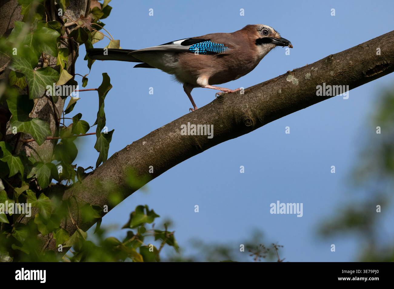 Jay auf Baumzweig, der Insektensnack fresst Stockfoto