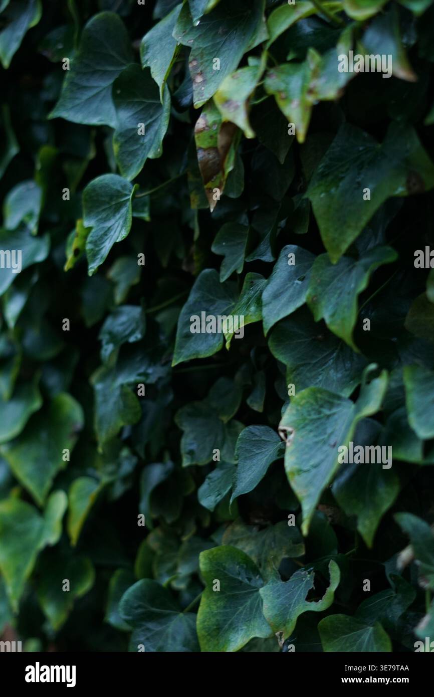 Nahaufnahme von Giftelfeu, der an einer Wand wächst, Natur, Ästhetik, dunkle Ästhetik Stockfoto