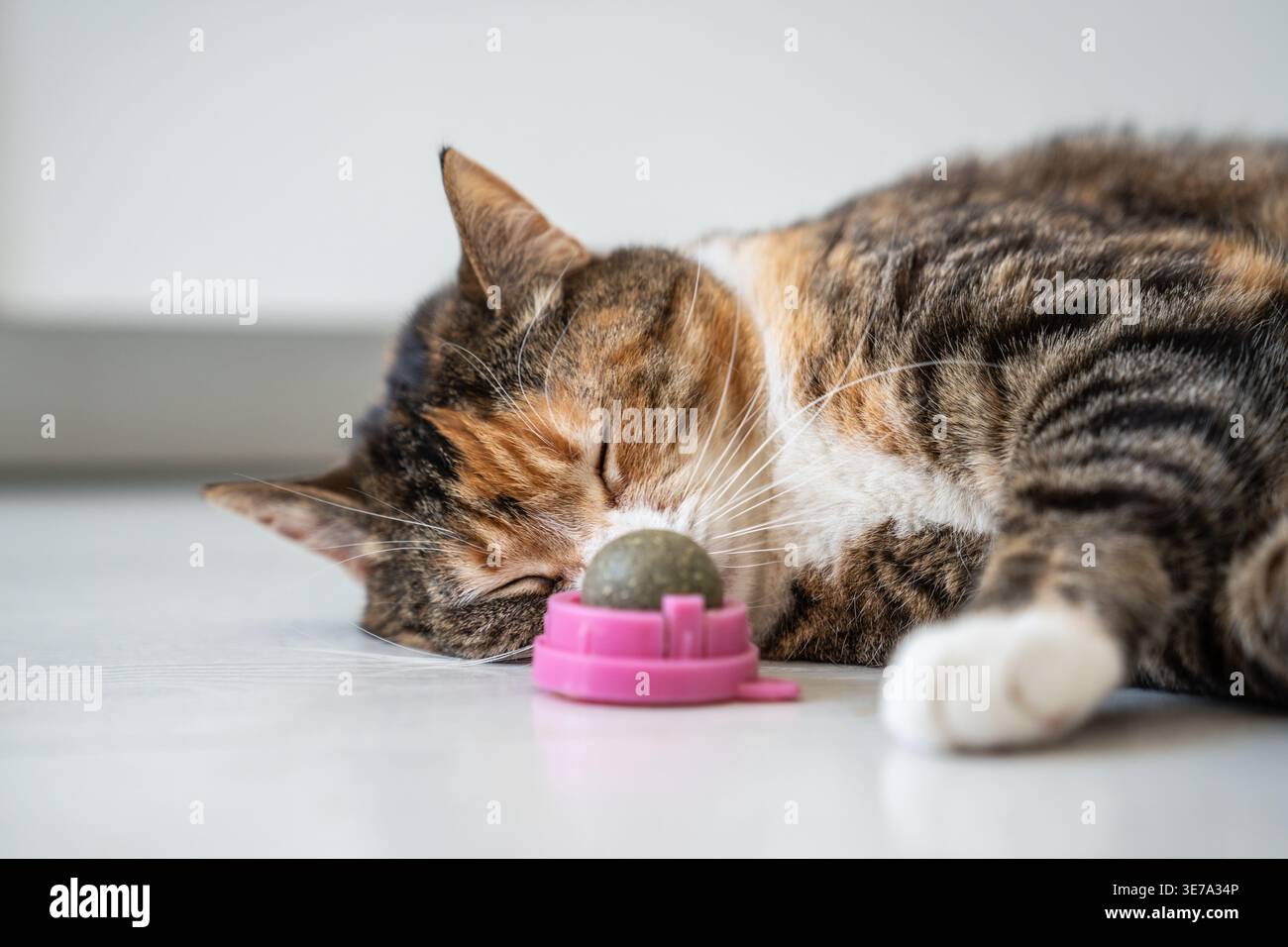 Die neugierige verspielte Calico-Katze genießt Katzenminze-Ball-Spielzeug, reibt Kopf und Ohren an aromatischem Kräuterball. Stockfoto