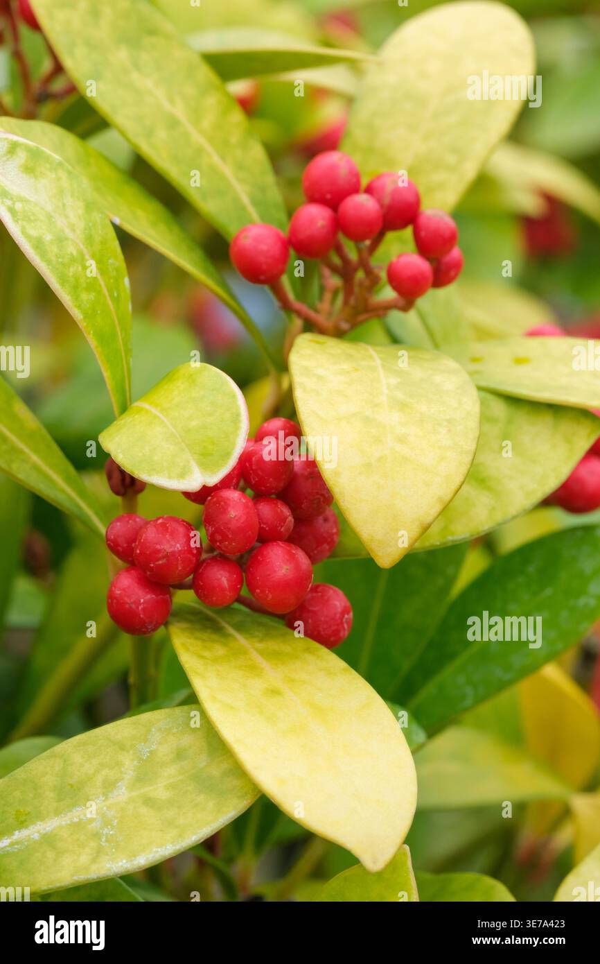 Skimmia Japonica Miracle, glänzende immergrüne Blätter, leuchtend rote Beeren im Herbst Stockfoto