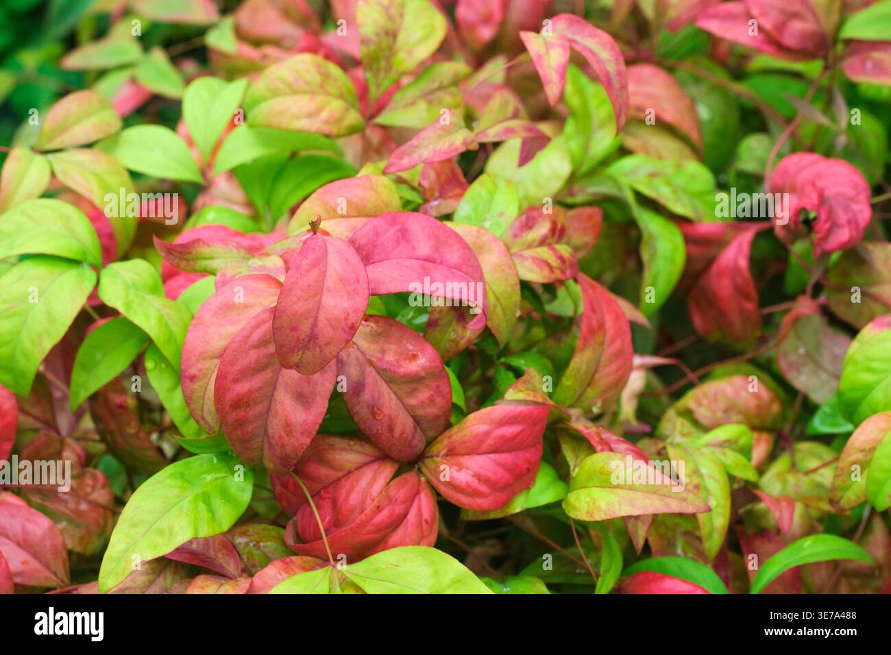 Nandina domestica Fire Power, himmlische Bambus Fire Power, orange und rote Blätter im frühen Herbst Stockfoto