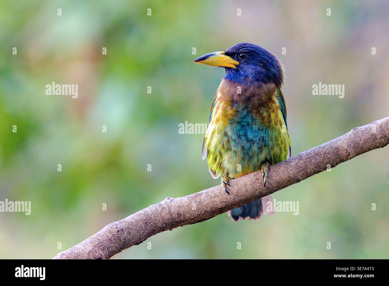 Großer Barbet (Psilopogon virens marshallorum) aus Sattal, Uttarakhand, Indien. Stockfoto