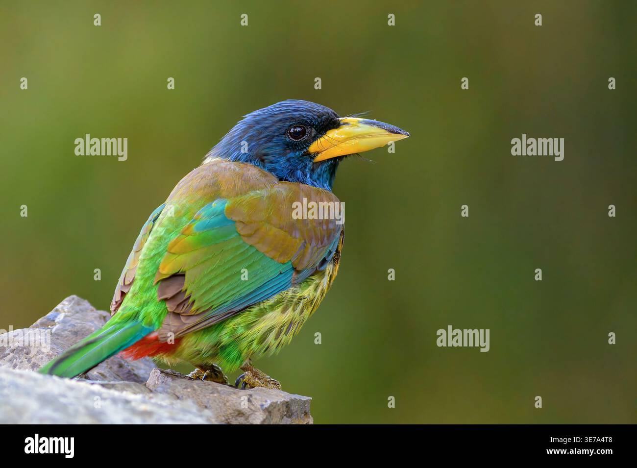 Großer Barbet (Psilopogon virens marshallorum) aus Sattal, Uttarakhand, Indien. Stockfoto