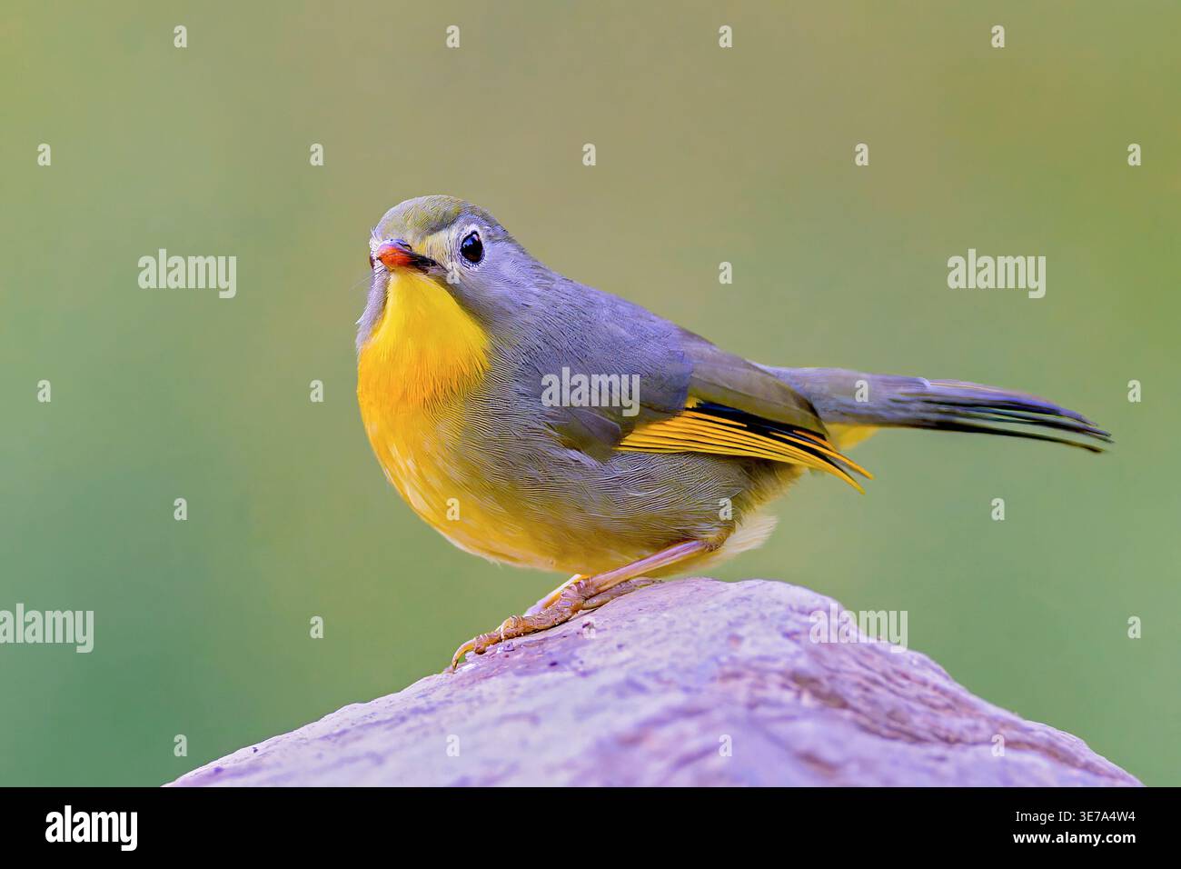 Rotschnabelleiothrix (Leiothrix lutea) aus Sattal, Uttarakhand, Nordindien. Stockfoto