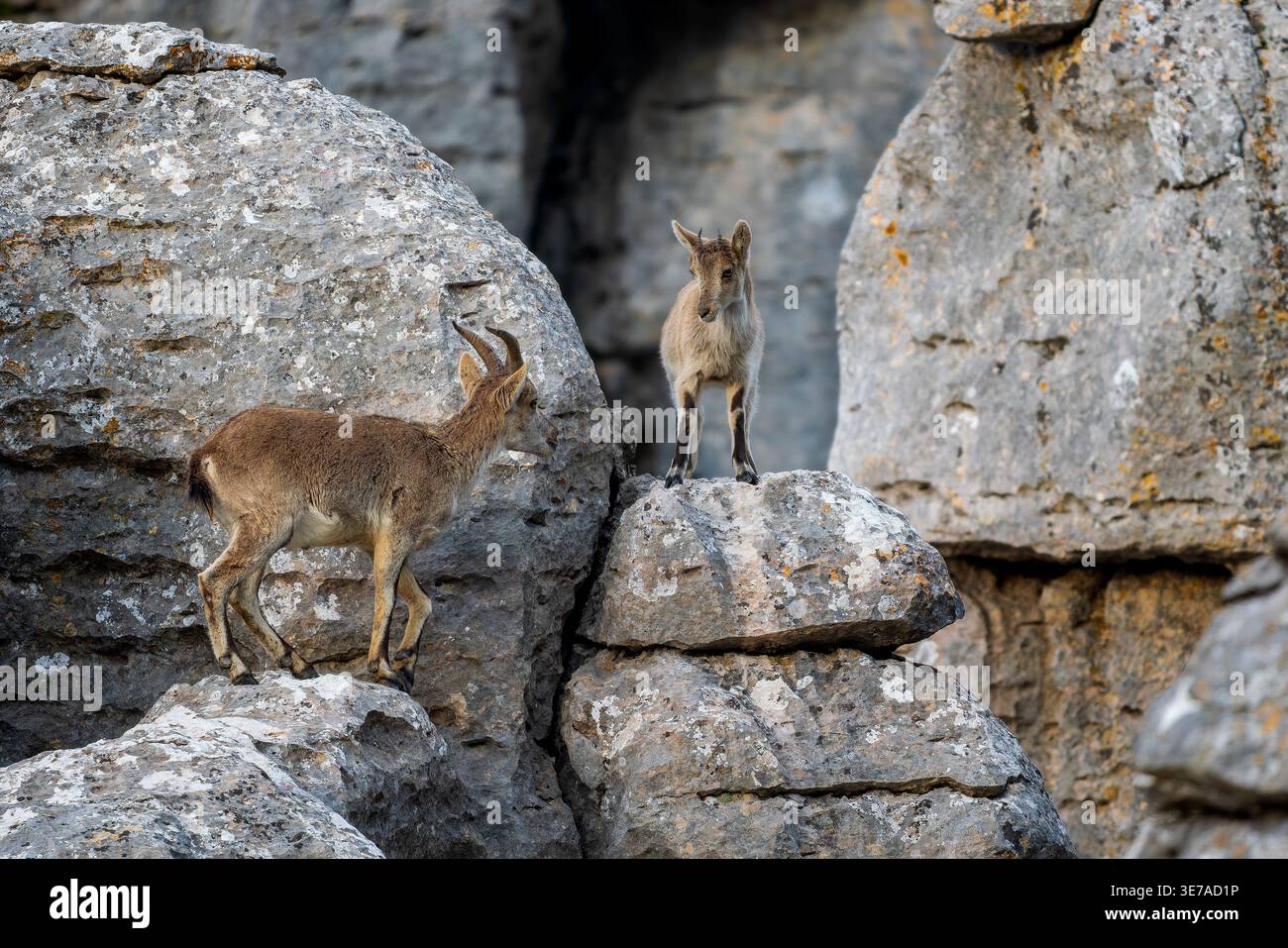 Iberischer Steinbock - Capra pyrenaica, wunderschöne beliebte Bergziege aus den Bergen und Hügeln Iberiens, Andalusien, Spanien. Stockfoto