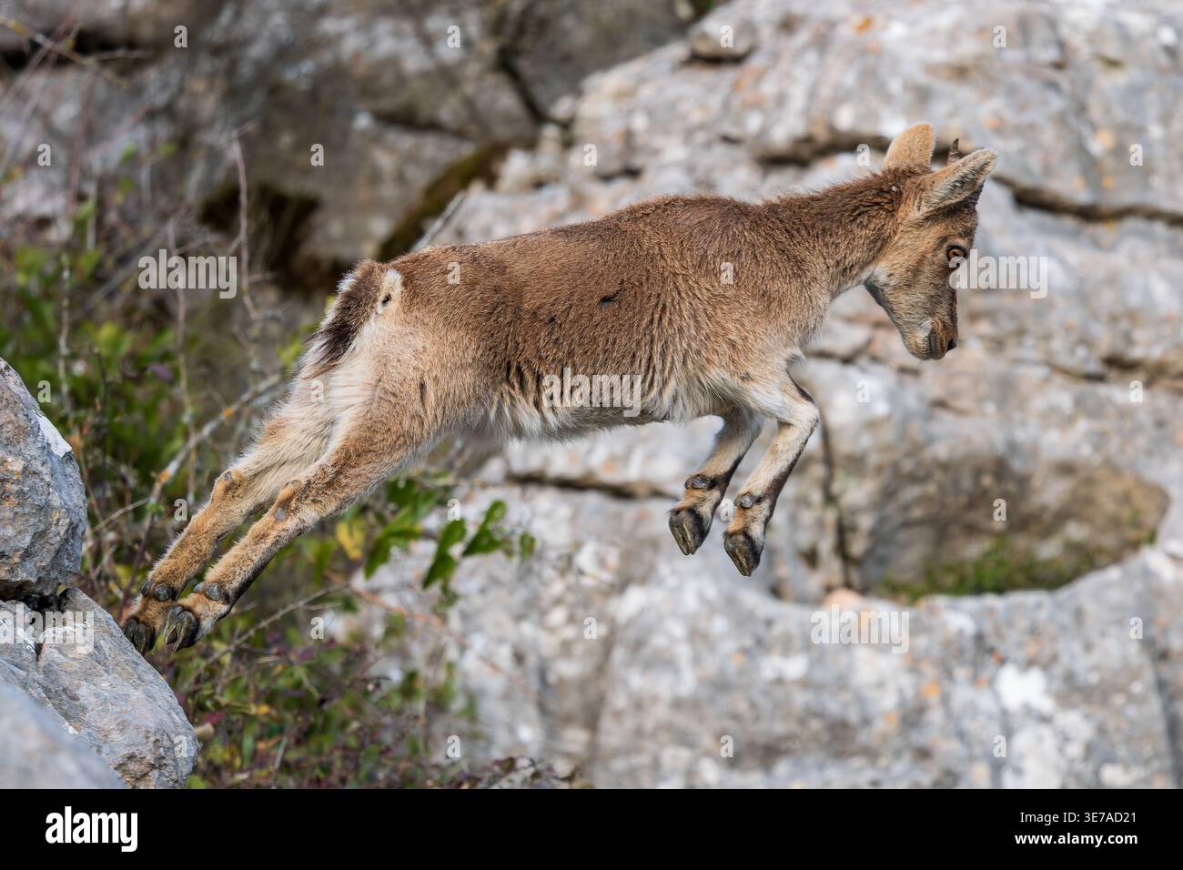 Iberischer Steinbock - Capra pyrenaica, wunderschöne beliebte Bergziege aus den Bergen und Hügeln Iberiens, Andalusien, Spanien. Stockfoto
