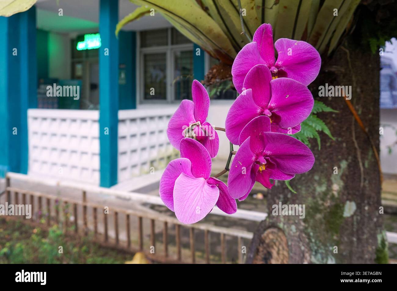 Eine Gruppe von hell-violetten MondOrchideen in voller Blüte. Diese Blüten wachsen zwischen breiten, gefiederten grünen Blättern und erzeugen einen scharfen, natürlichen Farbkontrast. Stockfoto