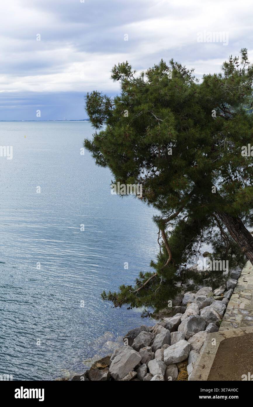Einsamer Baum, der auf einer felsigen Klippe über der Adria in Italien wächst. Stockfoto