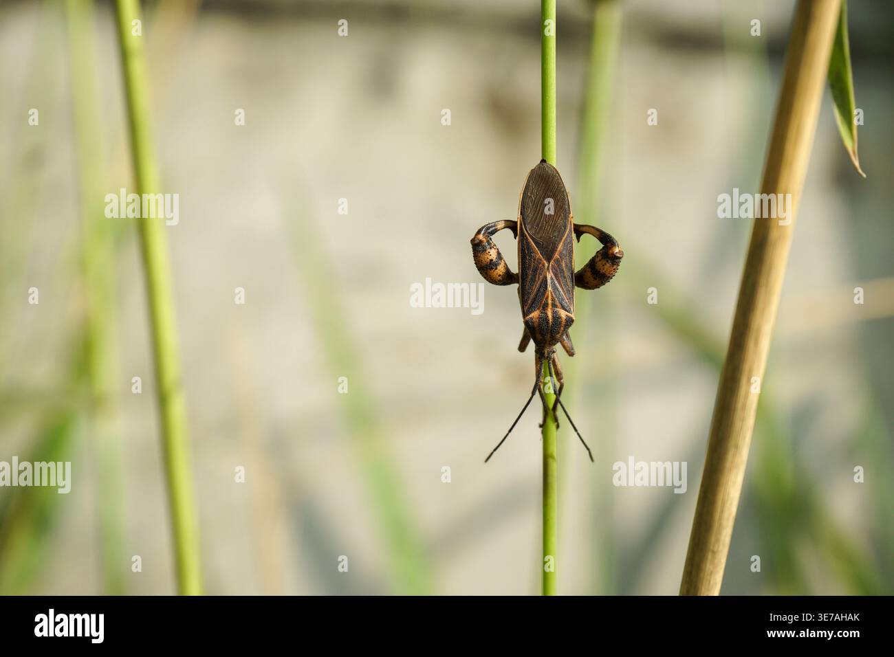 Ein blattfüßiger Grashüpfer, der auf einem grünen Pflanzenstamm sitzt und nach unten zeigt. Sein dunkelbrauner Körper mit gelblich-orangen Streifen bildet ein einzigartiges Muster Stockfoto