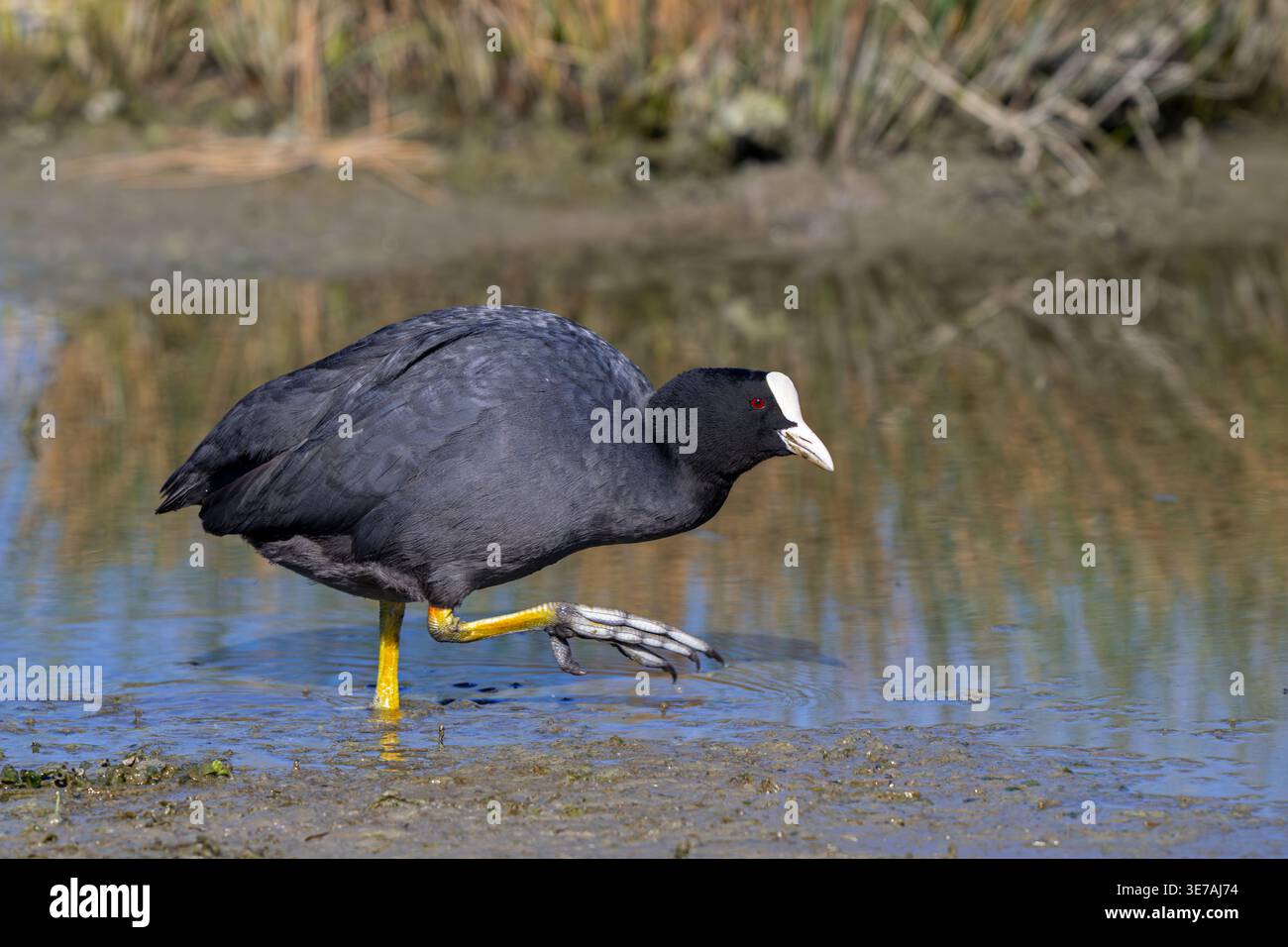 Eurasischer Huhn (Fulica atra) zeigt partielles Gurtband auf seinen langen, starken, gewebten Zehen, während er im Frühjahr am schlammigen Seeufer auf der Suche ist Stockfoto