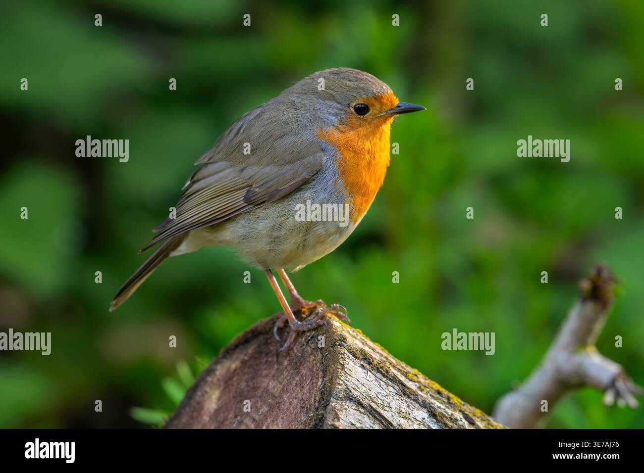 Europäischer rotkehlchen (Erithacus rubecula) im Frühjahr auf Baumstämmen im Wald Stockfoto