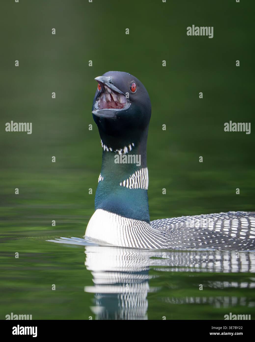 Gemeinsamen Loon schwimmen Stockfoto