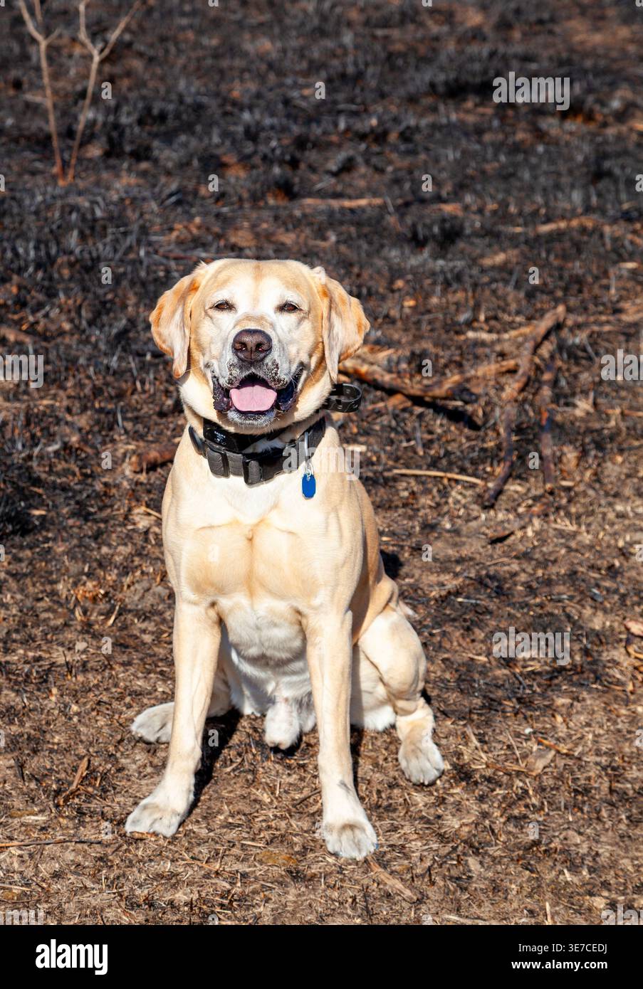 Ein schönes gelbes Labor in einer vor kurzem verbrannten einheimischen Prärie. Stockfoto