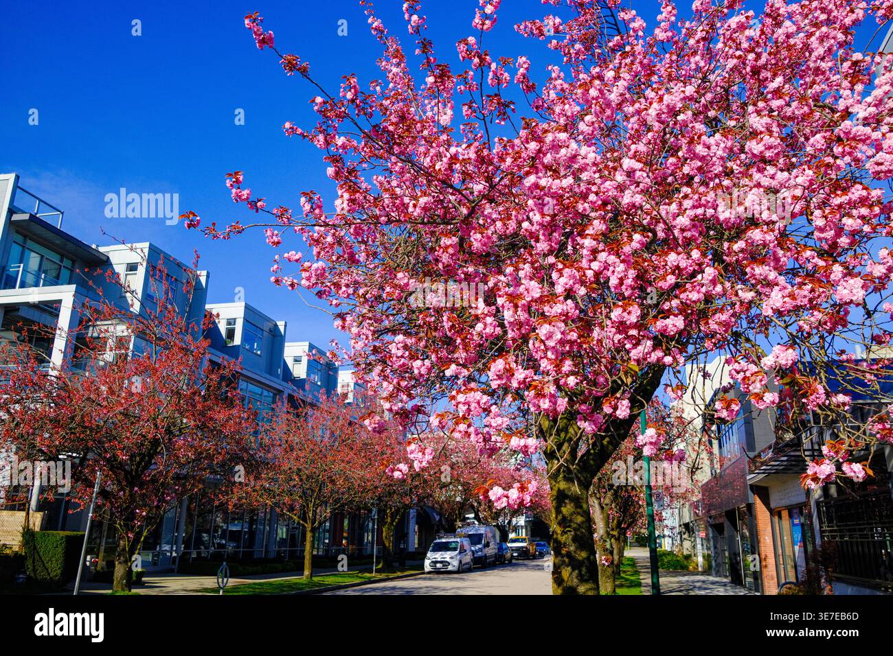 Kirschblüten in voller Blüte in Vancouver, BC. Stockfoto