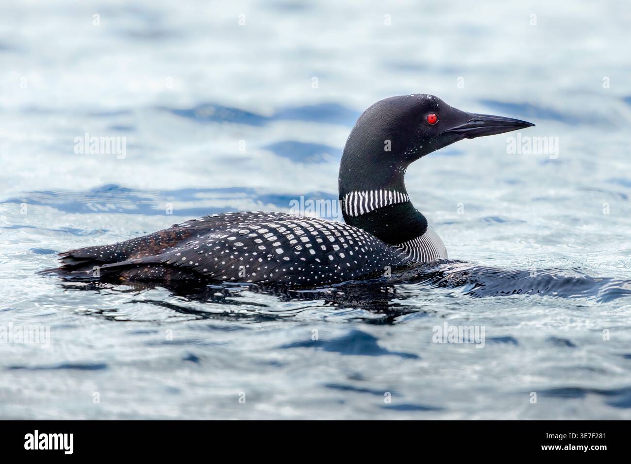 Gavia immer schwimmt auf dem Lac Grenier in den Laurentians, Quebec, Kanada. Stockfoto