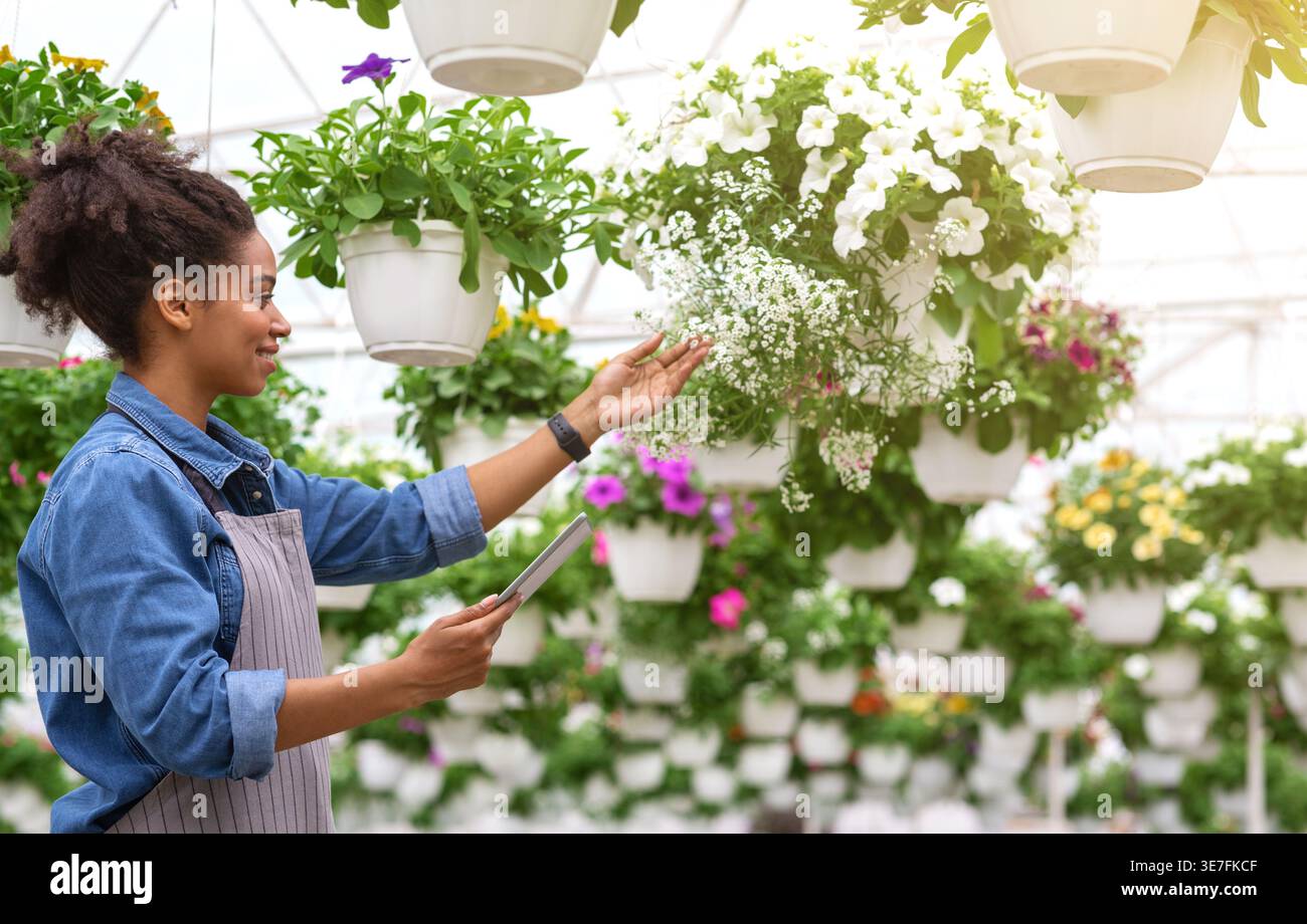 Schwarze Frau mit Schürze und Tablette, die Blumen ansieht, während sie im Gewächshaus steht Stockfoto