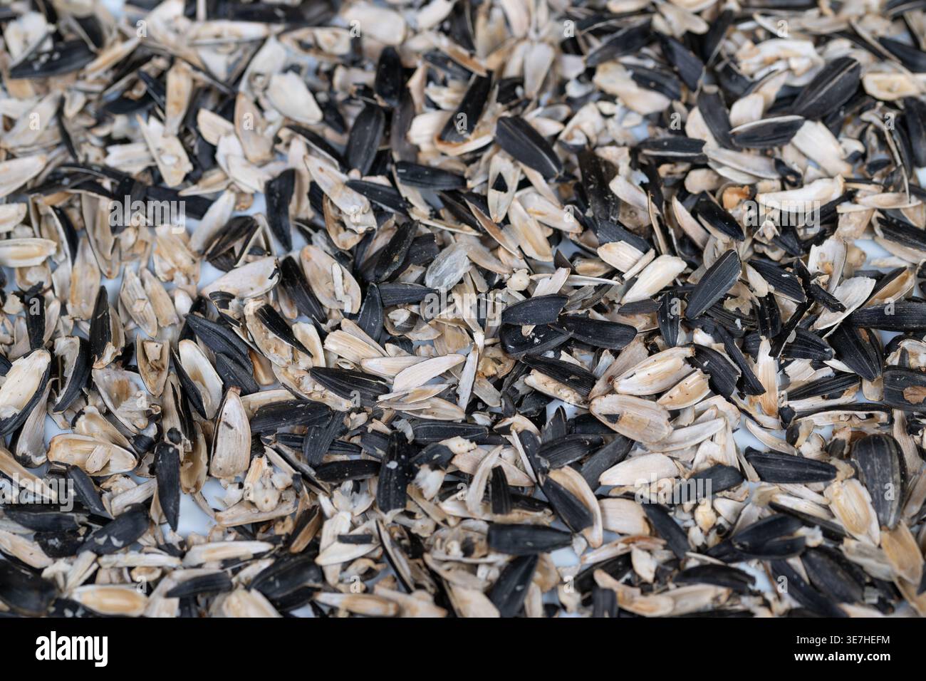 Verstreute Sonnenblumensamenschalen nach einem Snack auf dem Boden, trockene Muscheln gemischt mit Trümmern, lockere soziale Atmosphäre, Stadion- oder Straßeneindruck Stockfoto