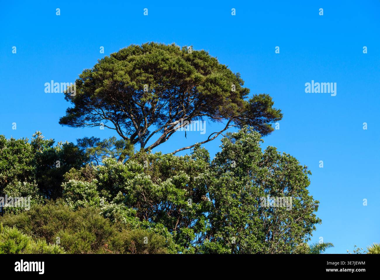 Blick auf das dichte grüne Baldachin eines einheimischen Kanuka-Baumes vor einem klaren, hellblauen Sommerhimmel. Stockfoto