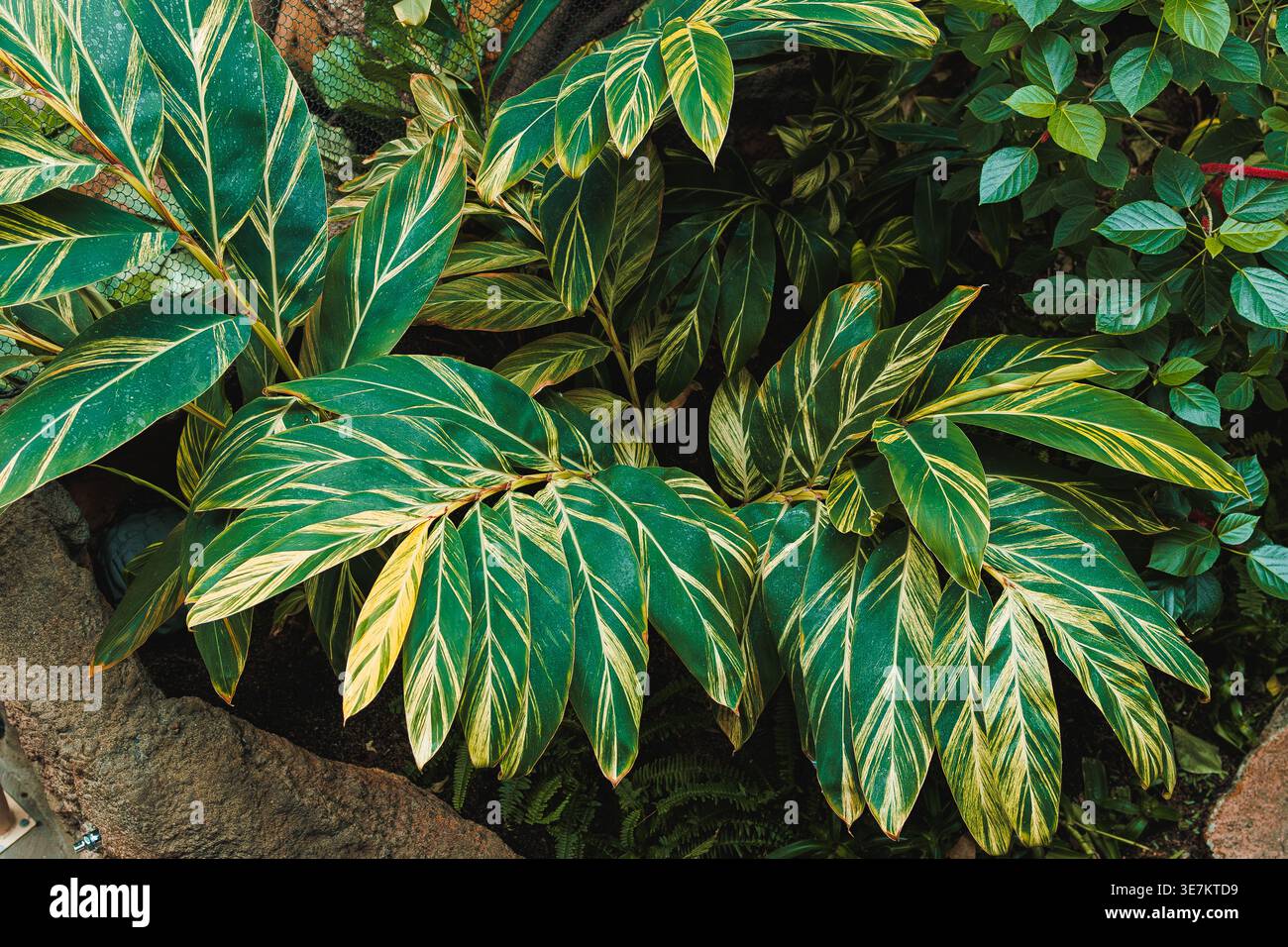Blätter mit auffälligen Mustern wachsen in einem Garten. Das Licht trifft auf die Blätter und hebt ihre einzigartigen Formen hervor, während sie unter anderen Pflanzen gedeihen. Stockfoto