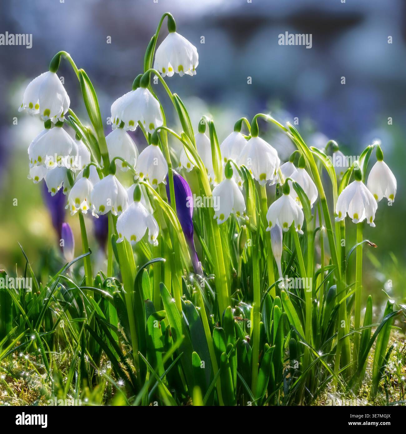 Wunderschöne blühende Frühlingsschneeflocken Stockfoto