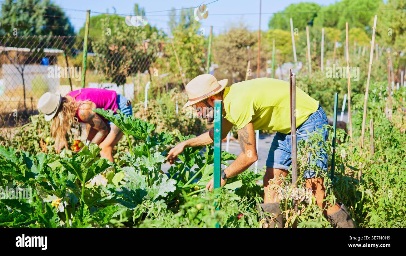 Kombinieren Sie Gartenarbeit und Ernte von Bio-Gemüse im Sommergarten Stockfoto
