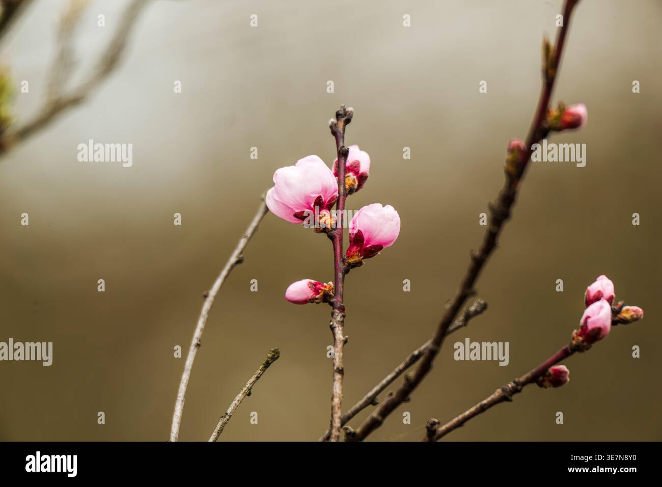Die Pfirsichblüte auf dem Zweig beginnt zu blühen. Stockfoto
