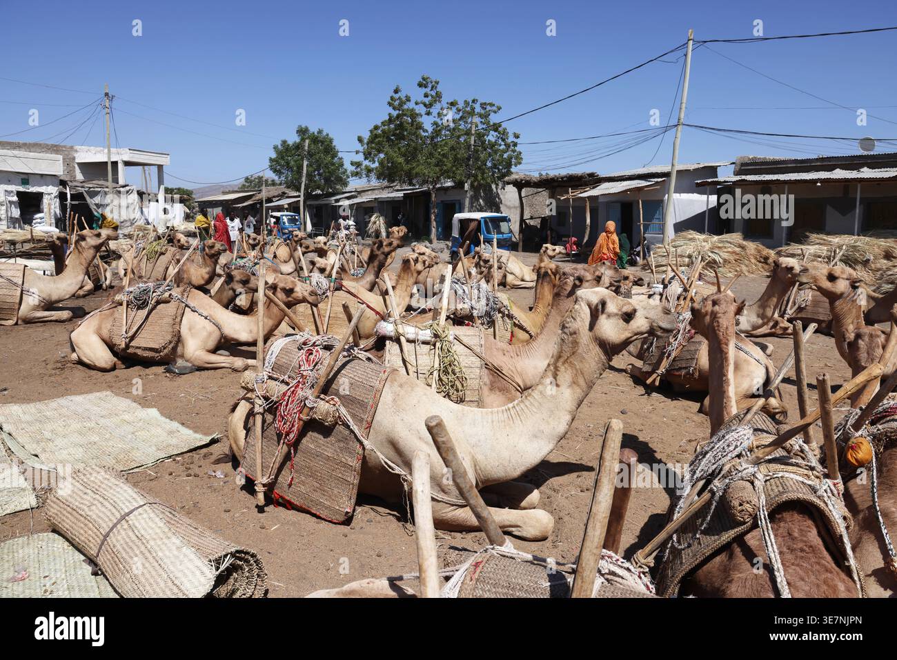 Kamele auf dem Asayta Markt in Äthiopien Stockfoto