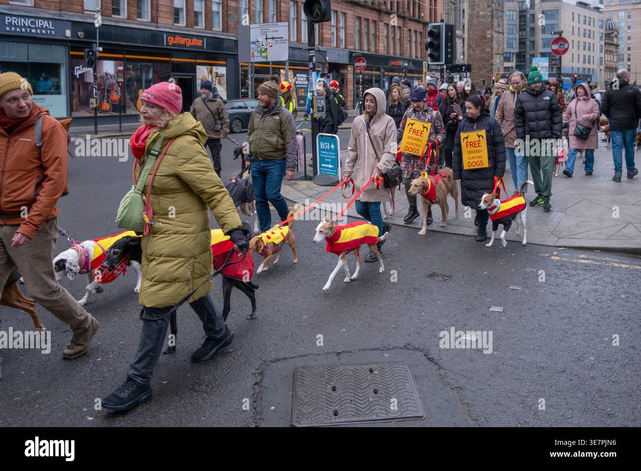 Demonstranten marschieren mit Hunden in Glasgow gegen den Einsatz spanischer Windhunde, die bei der Jagd in Spanien eingesetzt werden. Tierschutzdemonstration Schottland. Stockfoto