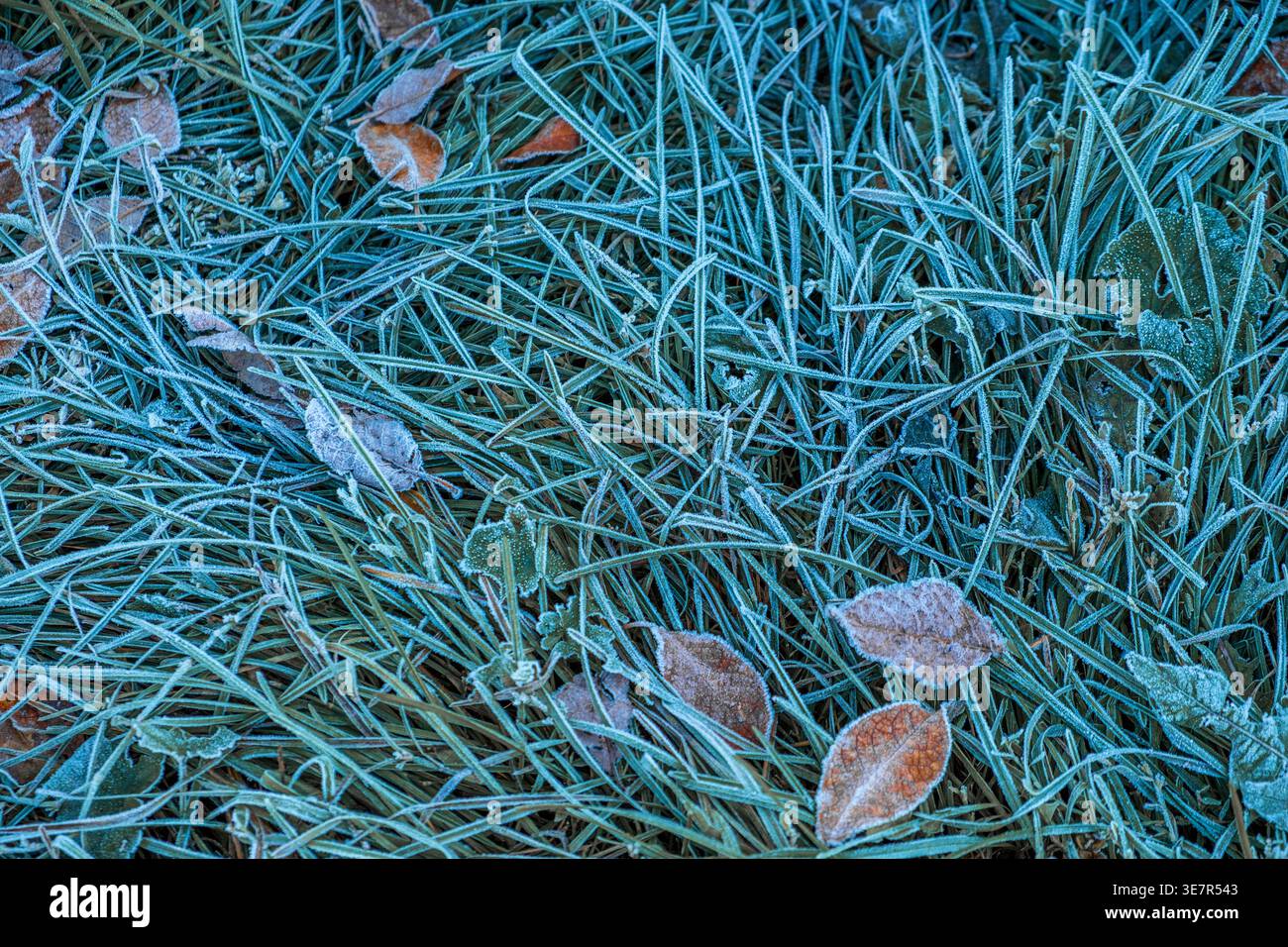 Nahaufnahme von Eis und Frost auf einem Gras Stockfoto