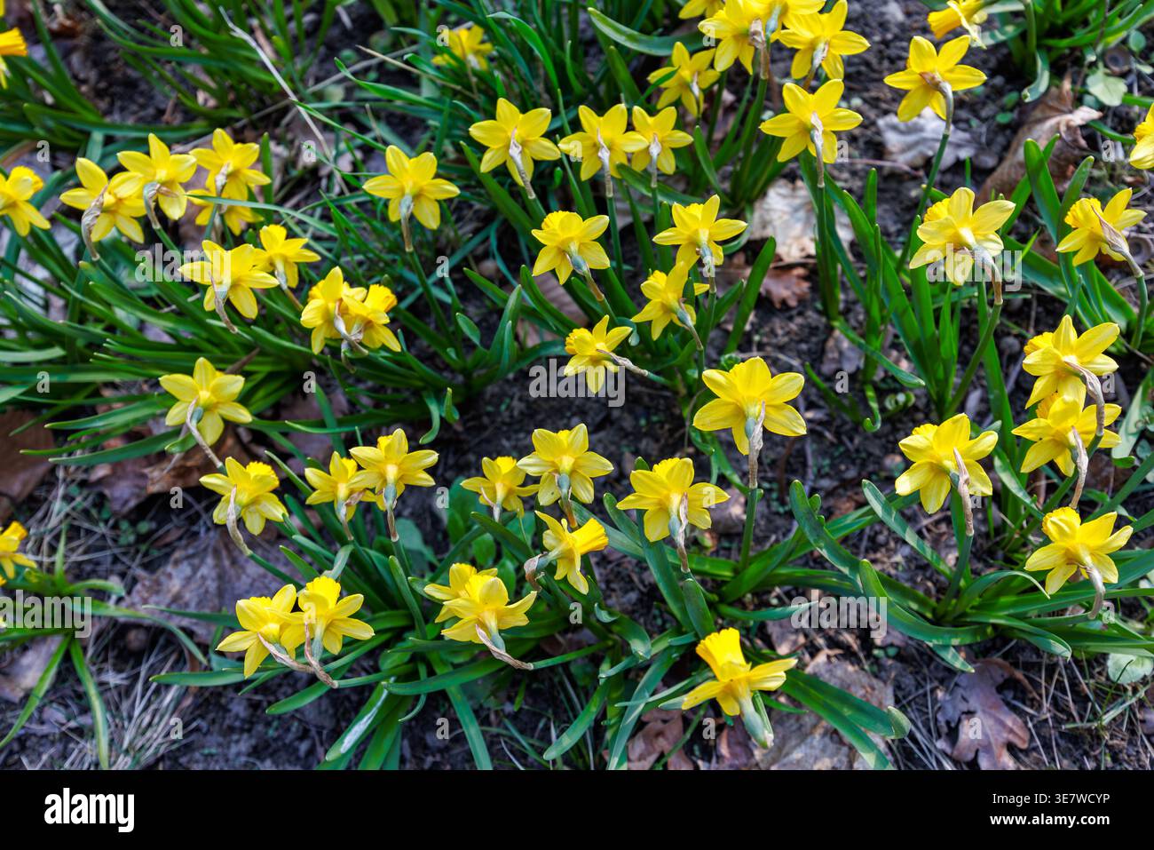Leuchtend gelbe Narzissen mit smaragdgrünen Blättern, die in einem Teppich wachsen. FrühlingsNarzissen von oben betrachtet. Teppich aus gelben Narzissen. Stockfoto