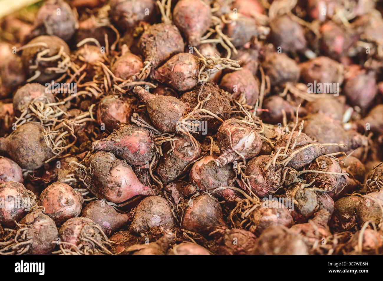 Lampascioni, süditalienische essbare Hyazinthen-Zwiebeln für den Verkauf auf einem Obst- und Gemüsemarkt Stockfoto
