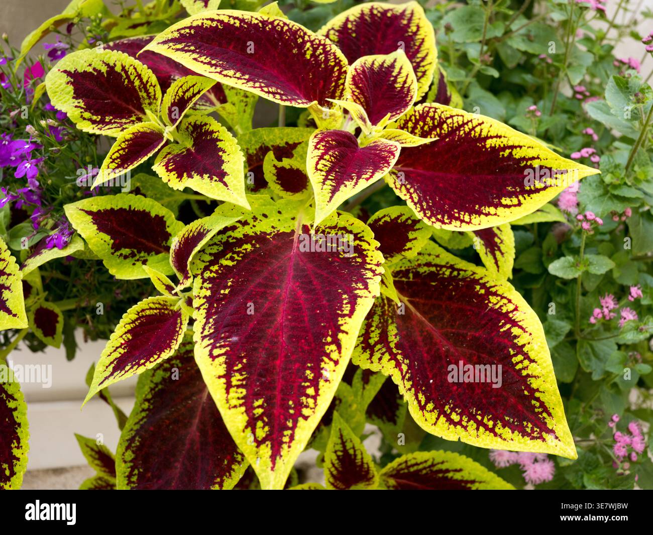 Nahaufnahme von bunten herzförmigen Blättern einer Coleus blumei Pflanze mit violetten Zentren und hellgelben Rändern Stockfoto
