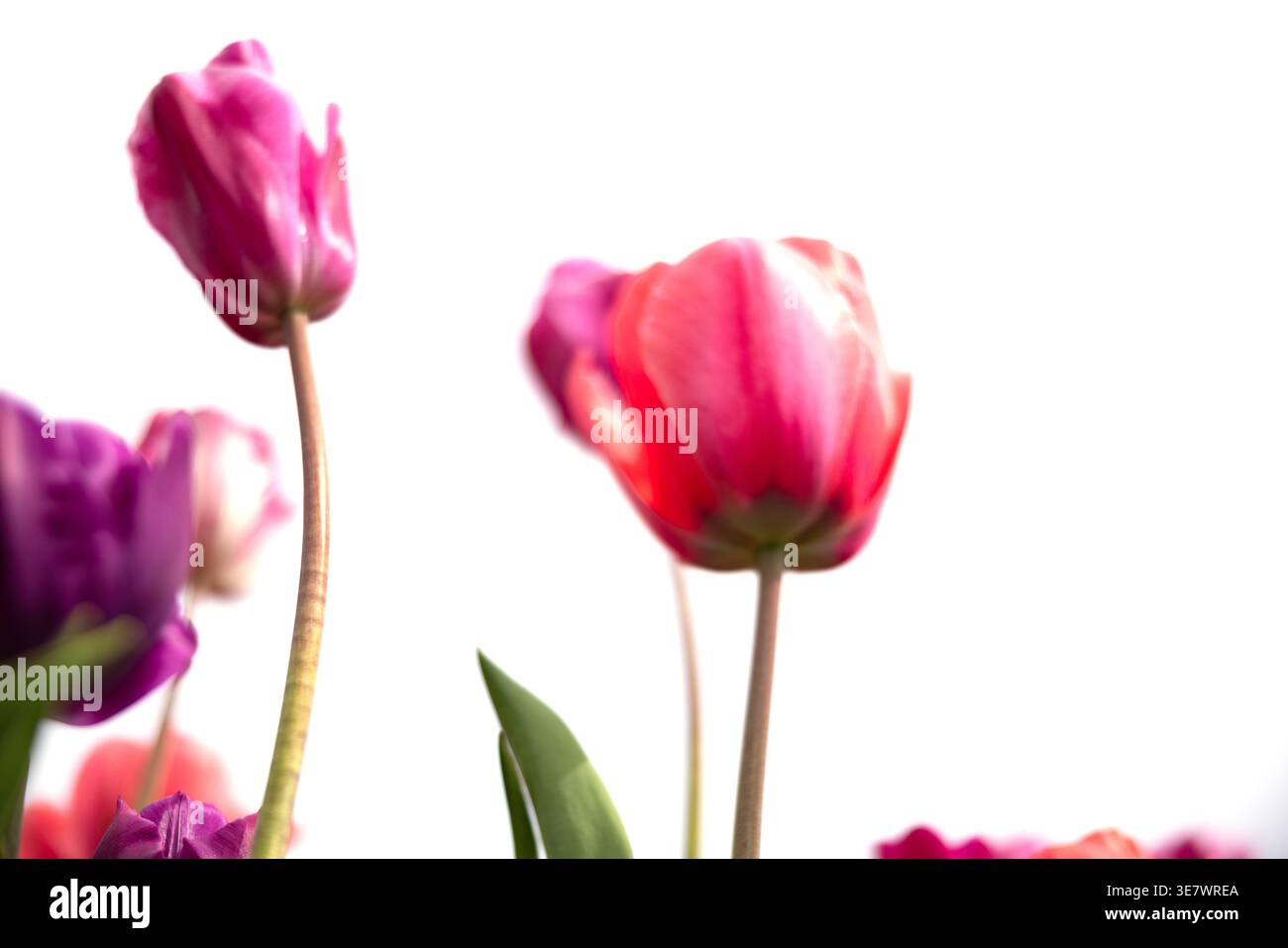 Farbenfrohe pinkfarbene und violette Tulpen von unten auf weißem Hintergrund. Tulpenblüten Stockfoto