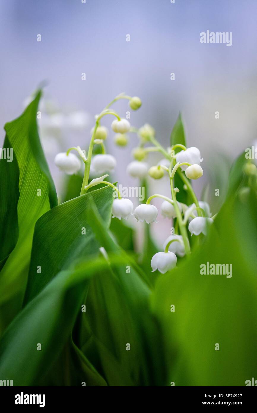 Frisch blühende Frühlingsblumen Lily of the Valley mit winzigen weißen Glockenblüten und grünen Blättern. Stockfoto