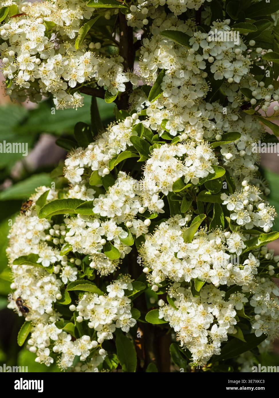 Weiße Frühlingsblumen in dichten Köpfen des zierdorns, Pyracantha „Saphyr Orange“ Stockfoto
