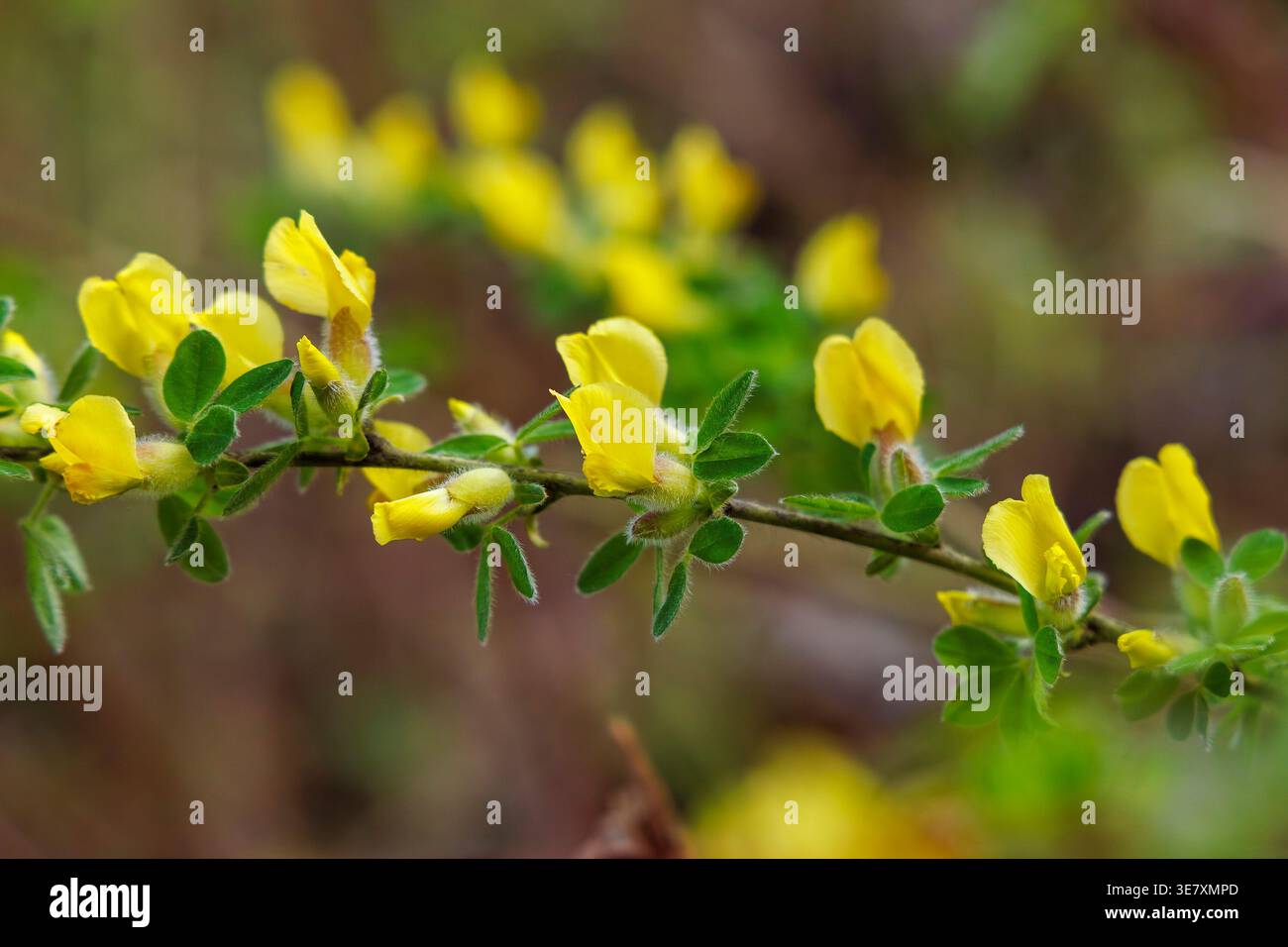 Haarbesen (Chamaecytisus hirsutus) in Blüte, gelbe Blüten-Nahaufnahme Stockfoto