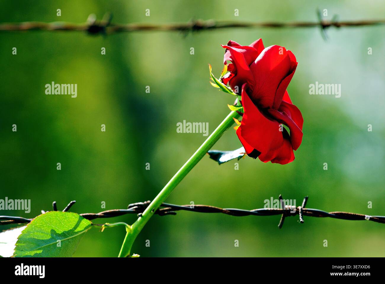 Eine rote Rose steht neben Stacheldraht im Konzentrationslager Auschwitz in Krakau und erinnert an vergangene Kämpfe und Verluste. Stockfoto