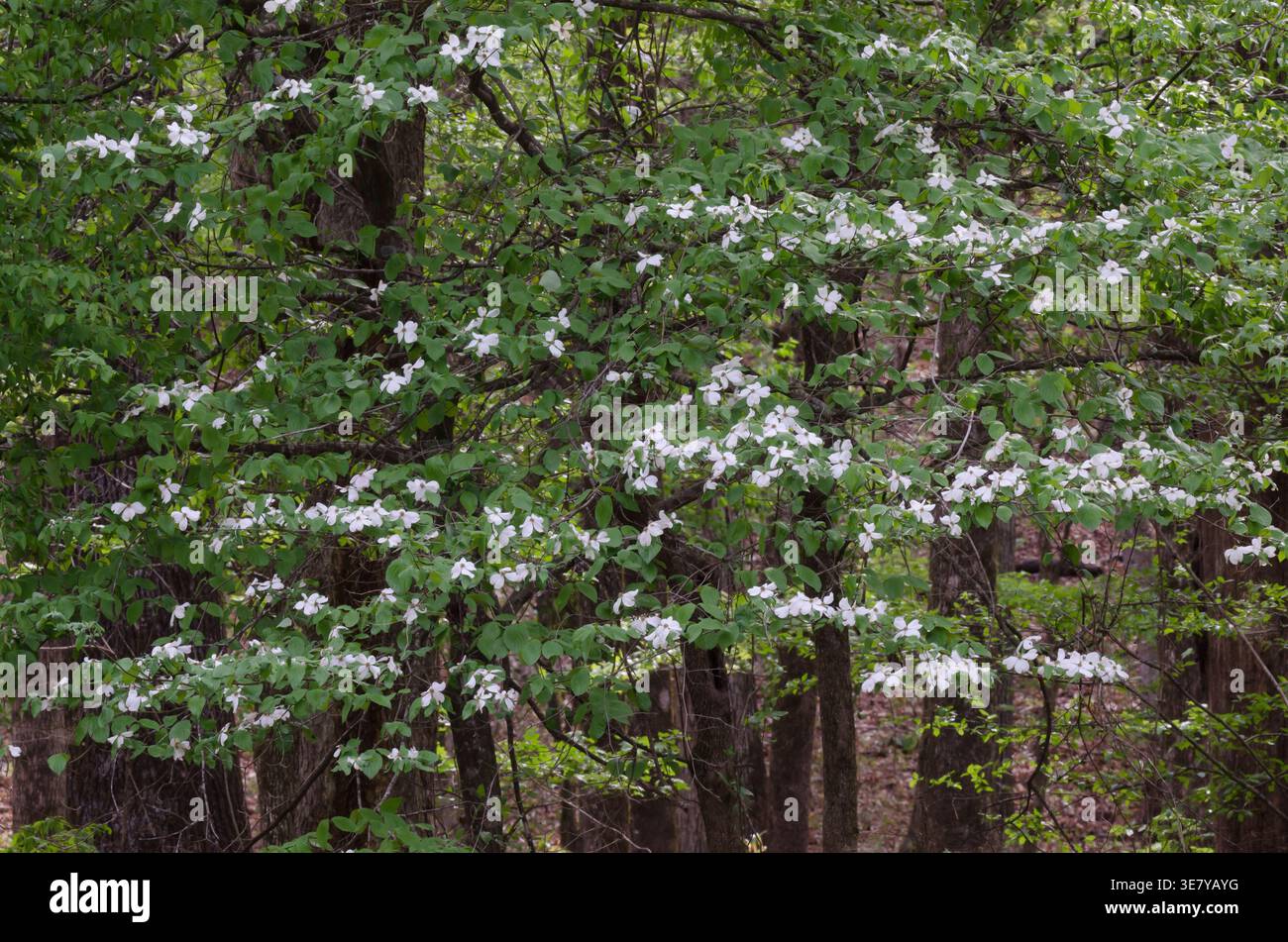 Blühendes Dogwood, Cornus florida, im Frühjahrswald Stockfoto