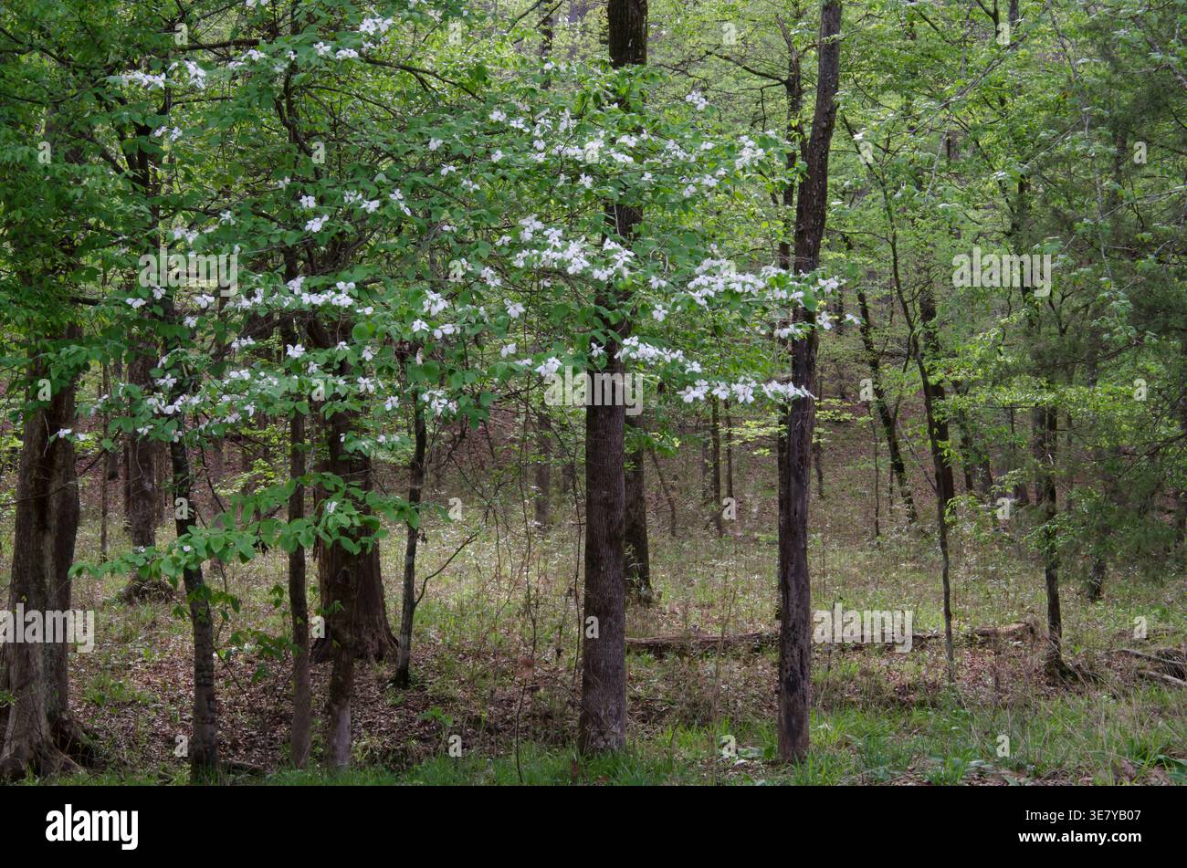 Blühendes Dogwood, Cornus florida, im Frühjahrswald Stockfoto