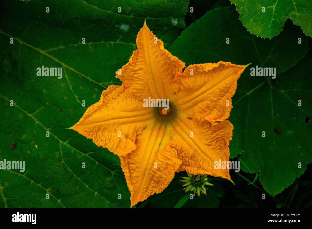 Nahaufnahme einer schönen gelben Kürbisblüte mit großen grünen Blättern Stockfoto