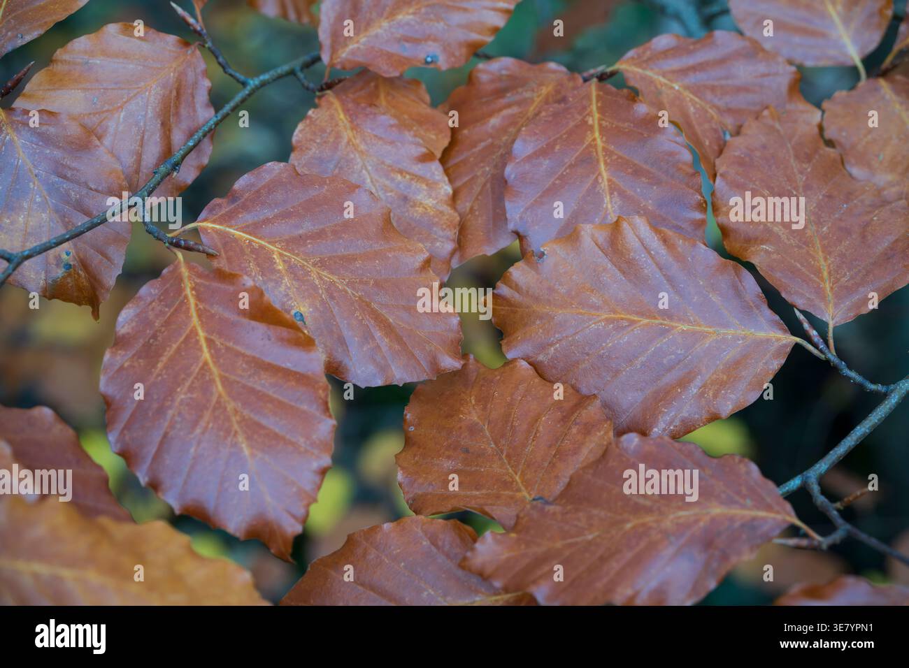 Detaillierte Ansicht von braunen und kupfernen Buchenblättern mit sichtbaren Adern und gezackten Kanten, die die Schönheit des Herbstblattes zeigen Stockfoto
